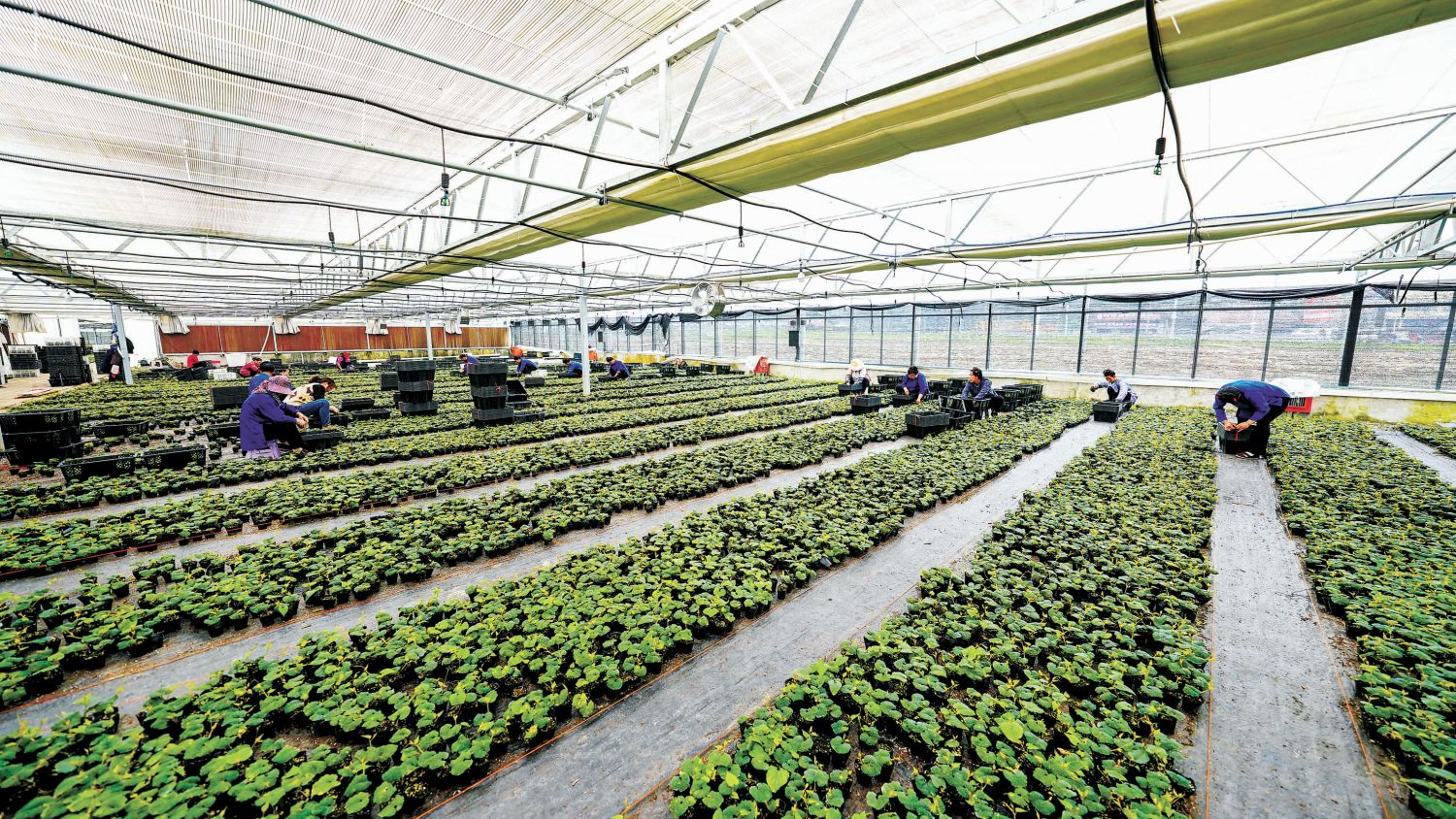 贵州榕江订单育苗助产又增收