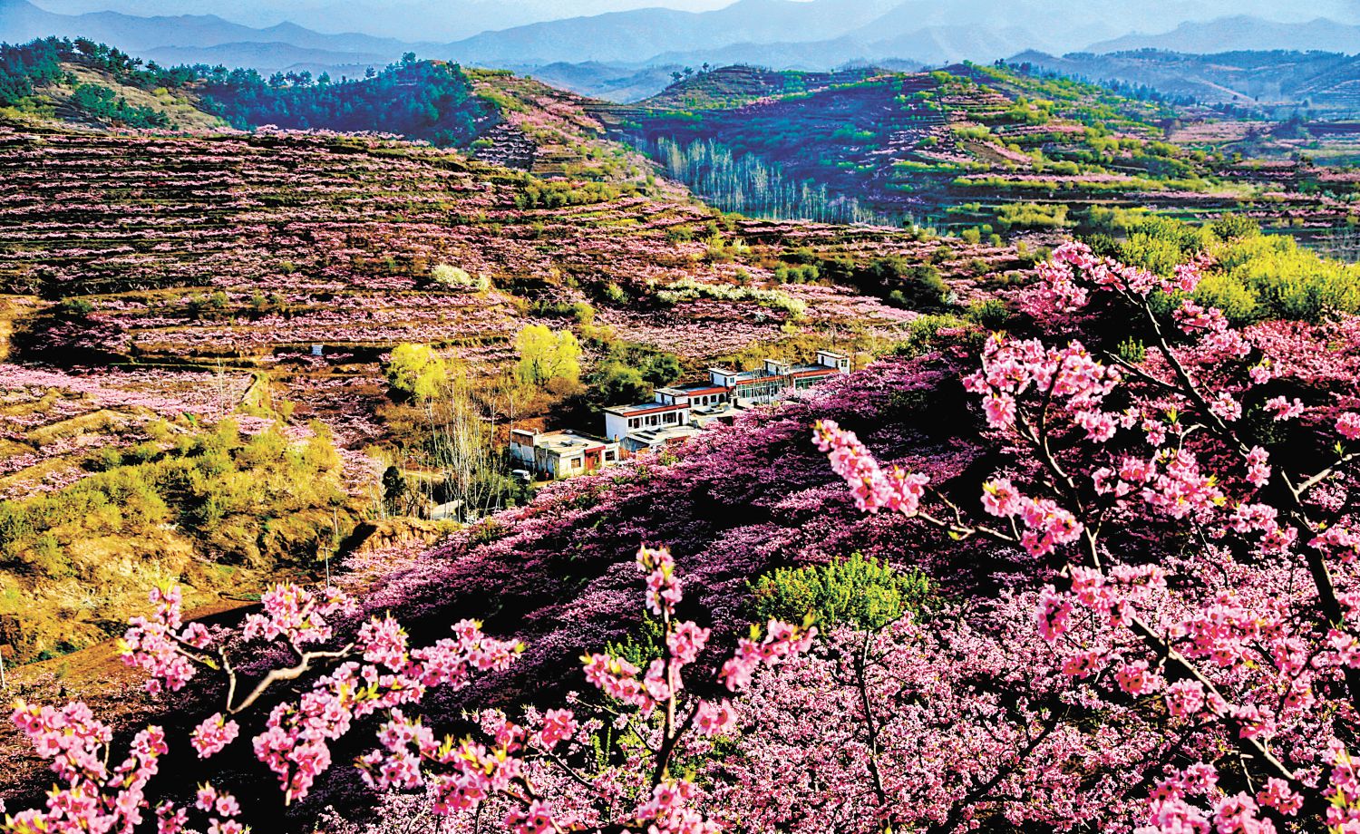 河南内乡十万亩油桃花开