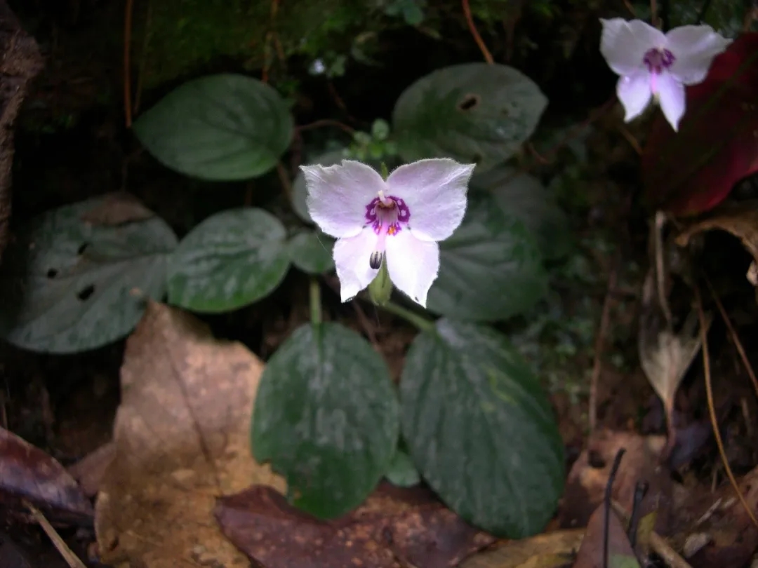 美丽的苦苣苔科植物一