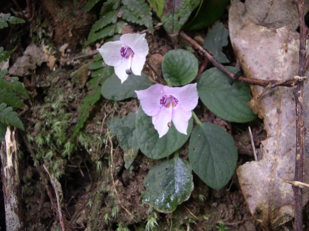 美丽的苦苣苔科植物(二)