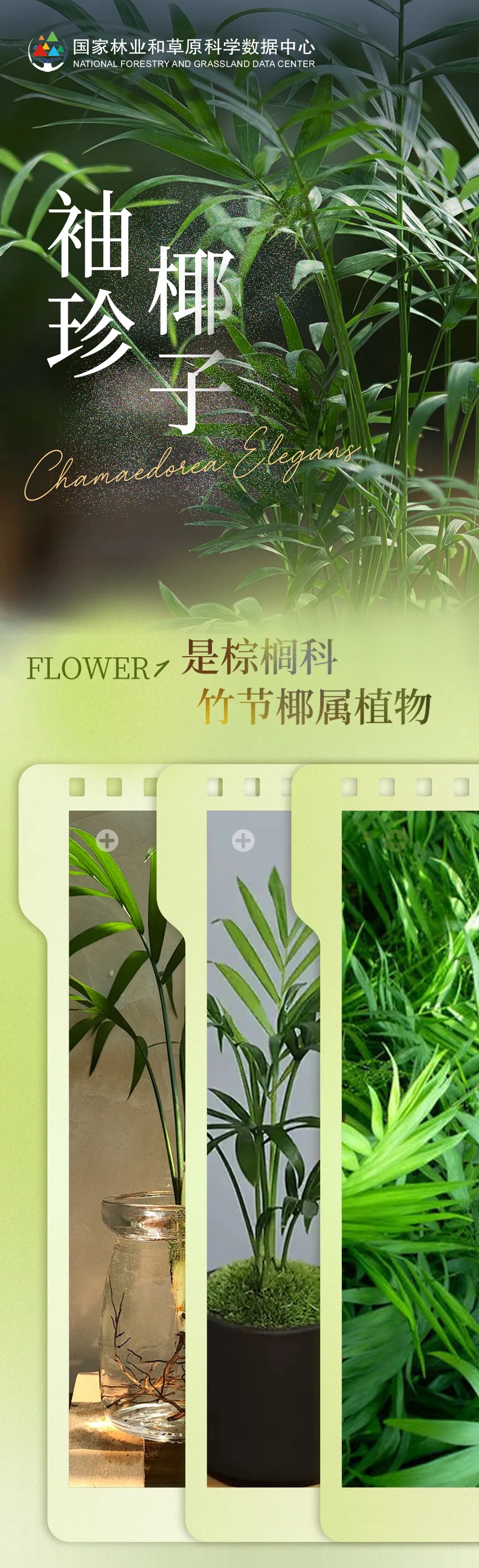 植物百科袖珍椰子