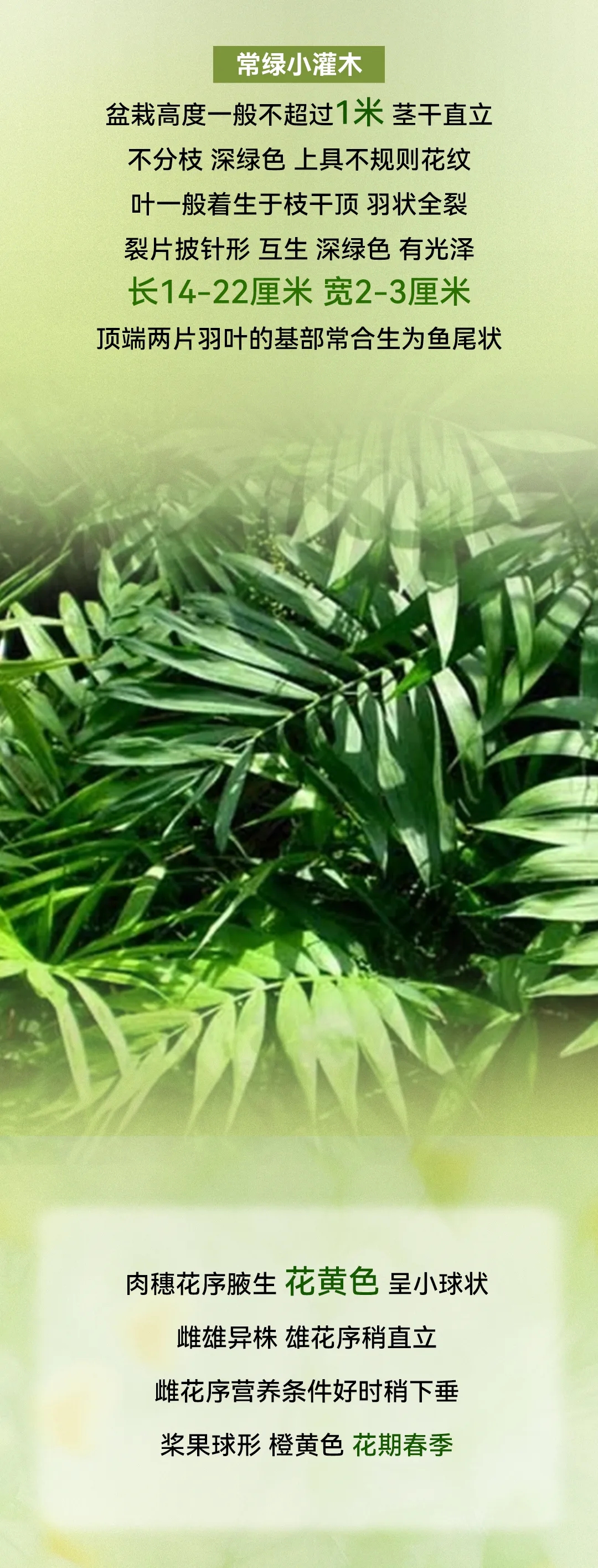 植物百科袖珍椰子