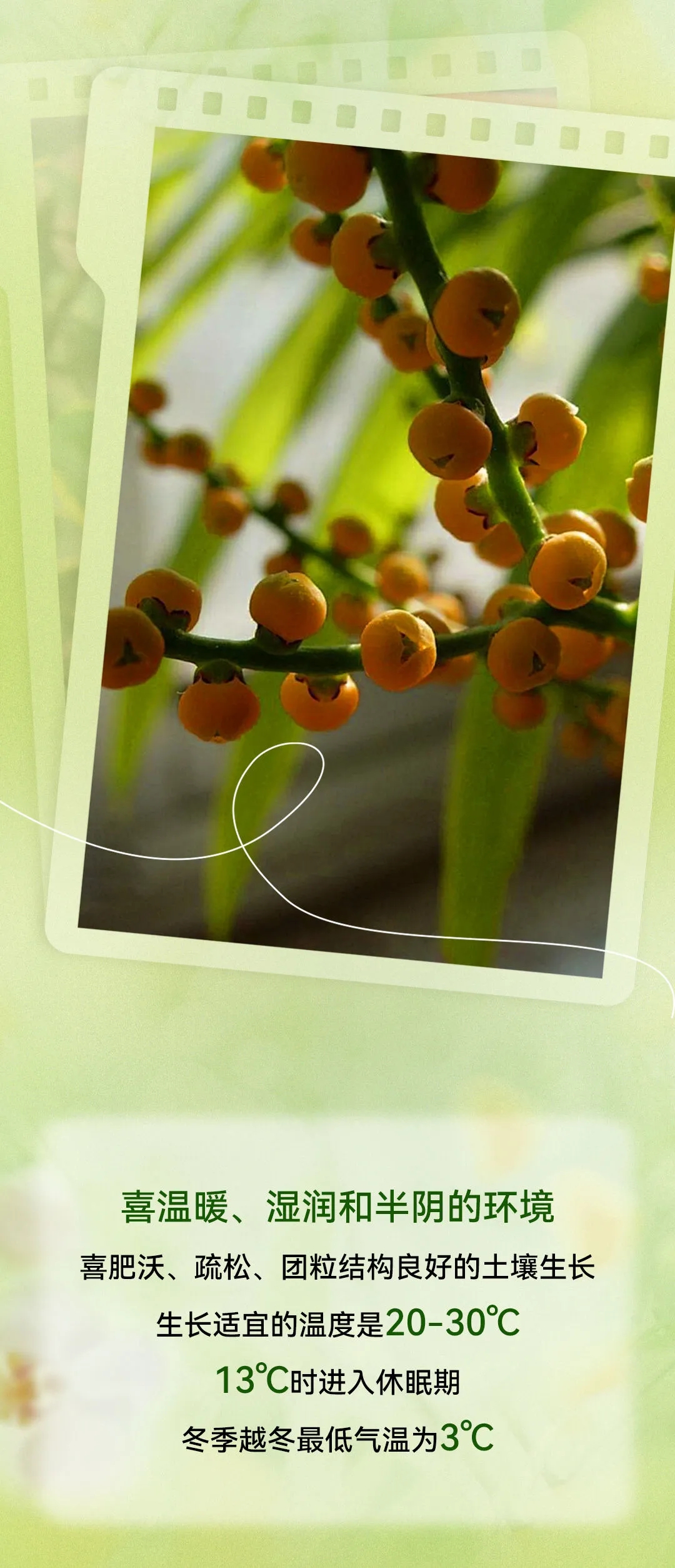 植物百科袖珍椰子