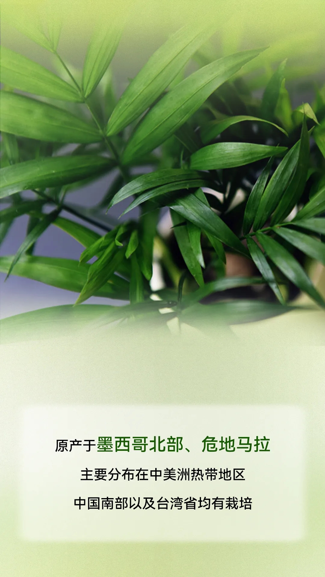 植物百科袖珍椰子