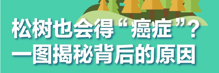 松树也会得“癌症”？一图揭秘背后的原因