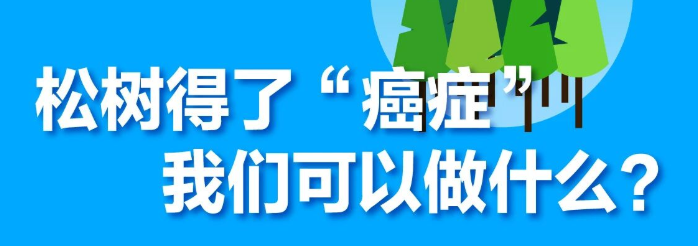 松树得了“癌症” 我们可以做什么