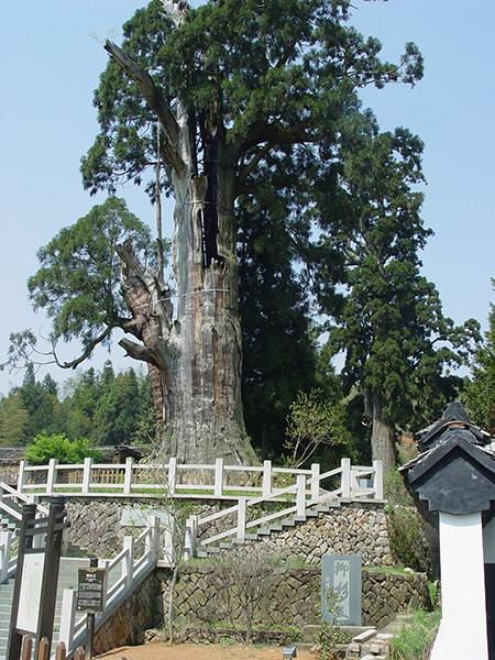 景宁大漈柳杉王