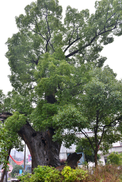 "浙江最美古树":三门珠岙樟树