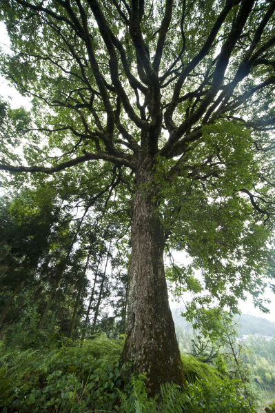 "浙江最美古树":文成百丈漈木荷
