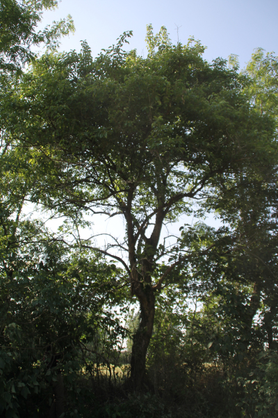 珍贵稀有古名木 百年罕见柞榛树