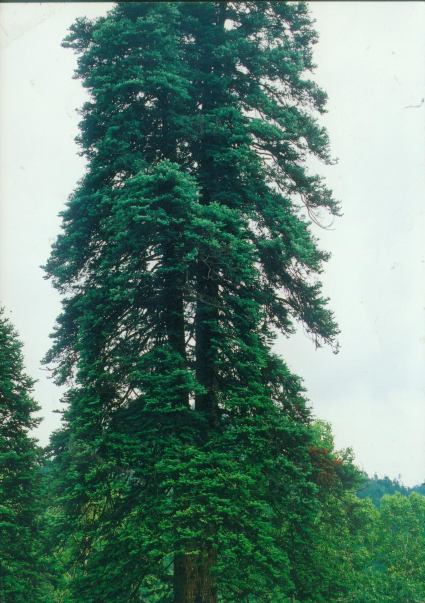 老君山最古最美的长苞冷杉夫妻树