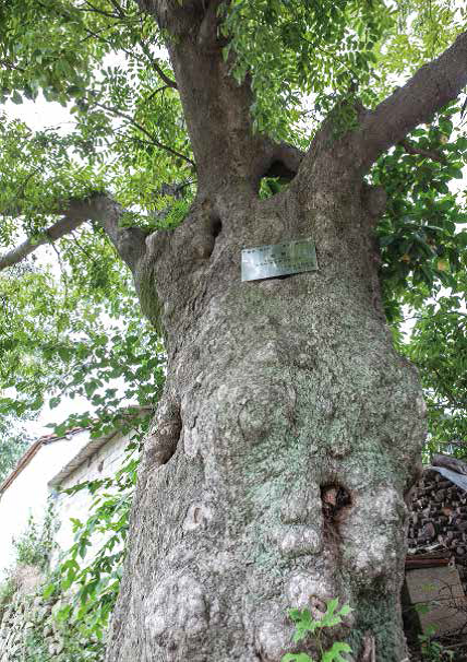 佛山村空心皂荚-木材买卖-真木网