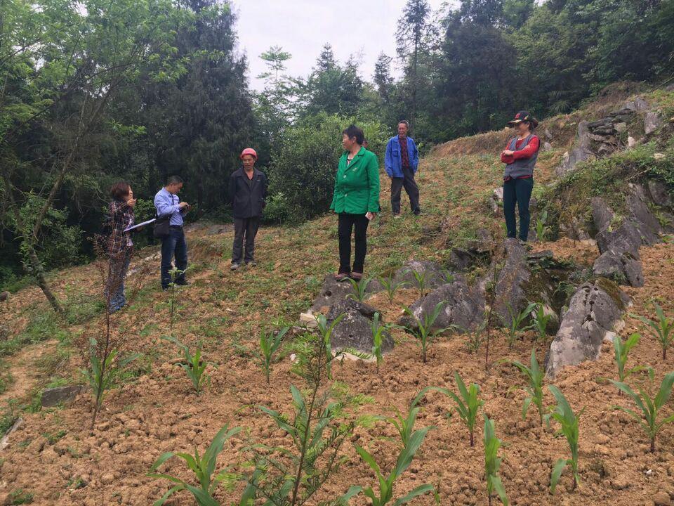 我国天然林保护工作取得显著成效